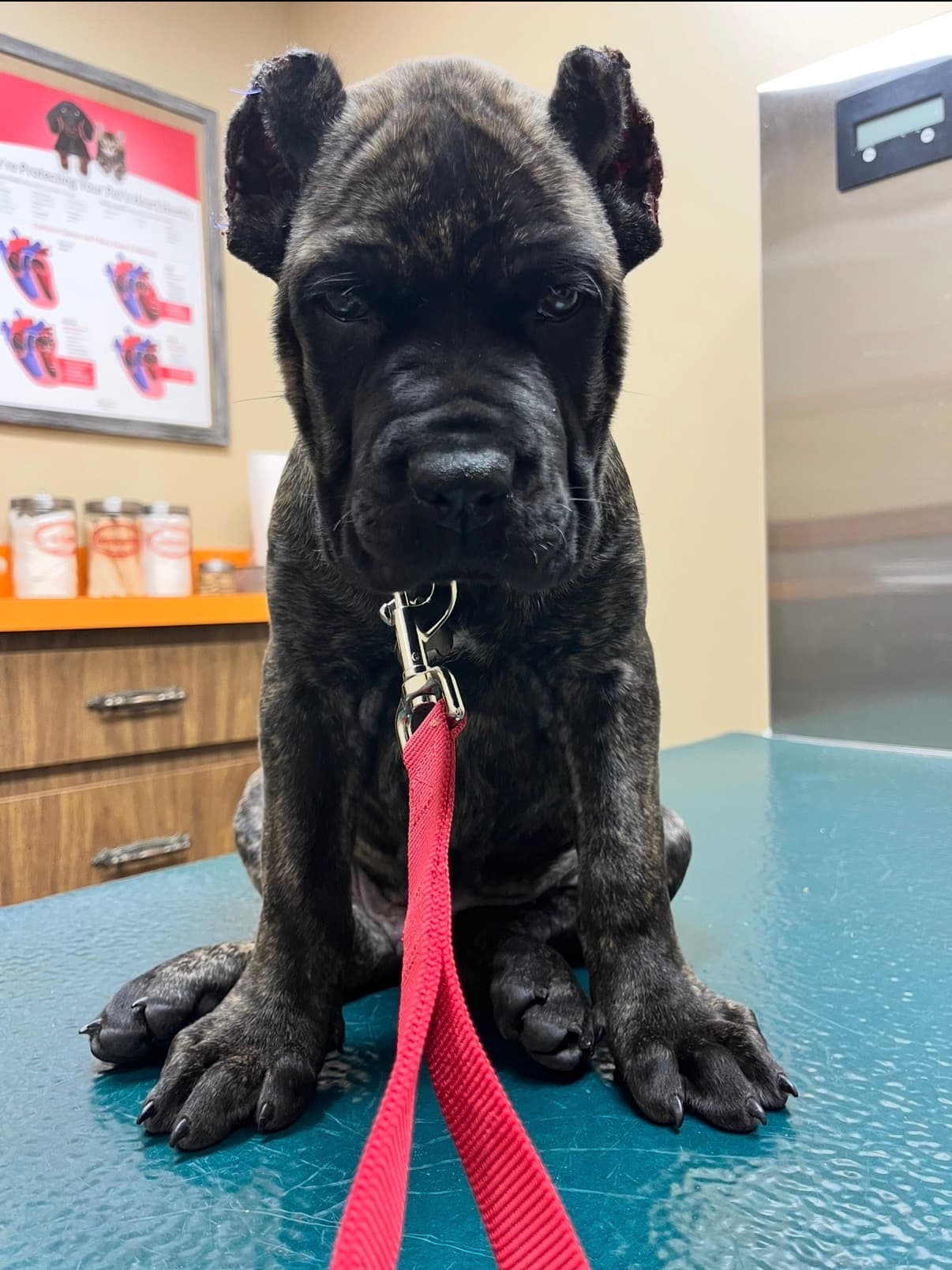 Puppy portrait during an early foundation training session