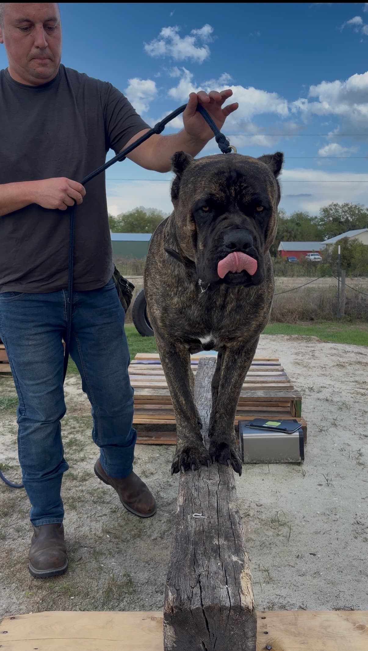 Robert working with a Cane Corso in an outdoor training environment
