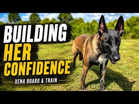 Building Confidence Through Obedience | Belgian Malinois Board & Train