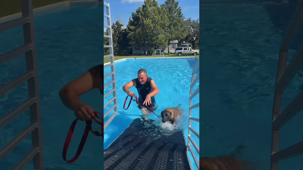 Watch "Swimming Obedience With Xena | Building Confidence Through Obedience" from Viking Prairie K9 on YouTube