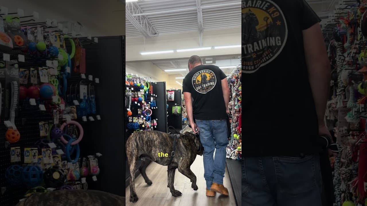 Watch "Dog Obedience Training INSIDE PetSupermarket| Cane Corso Heel Work Under Pressure" from Viking Prairie K9 on YouTube