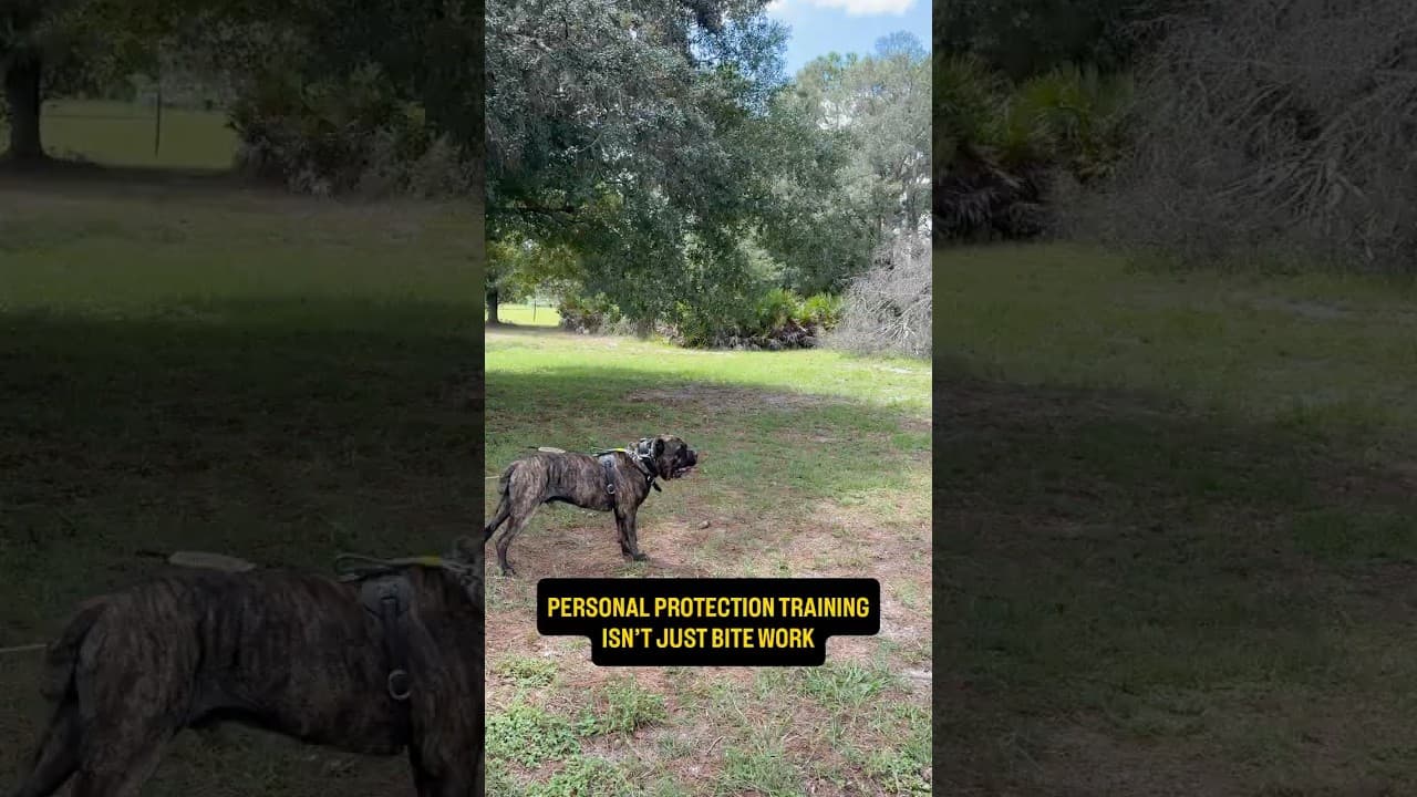 Watch "Building a Protection Dog: The Bite Is Only ONE Piece" from Viking Prairie K9 on YouTube