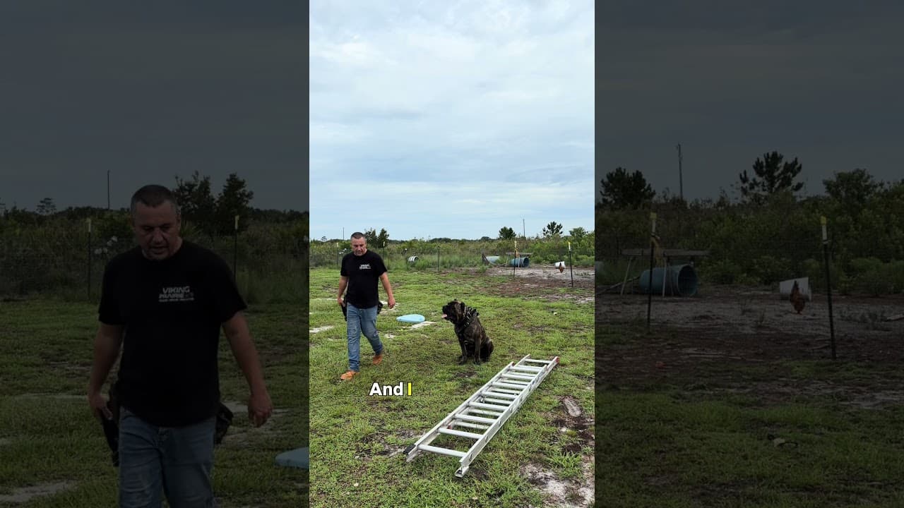 Watch "Fixing a Leaking Command | Cane Corso Obedience Reset (Rocky Balboa)" from Viking Prairie K9 on YouTube
