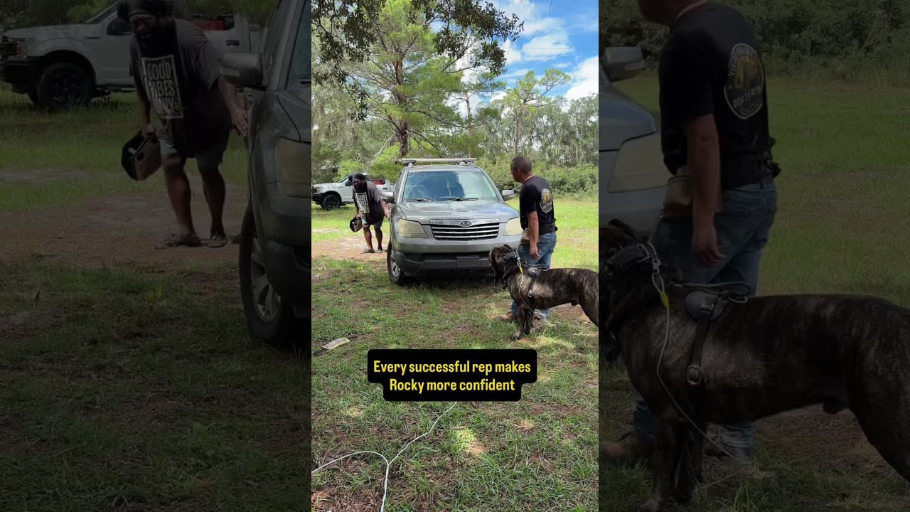 Watch "The Bite Is the Easy Part | Building a Real Protection Dog" from Viking Prairie K9 on YouTube