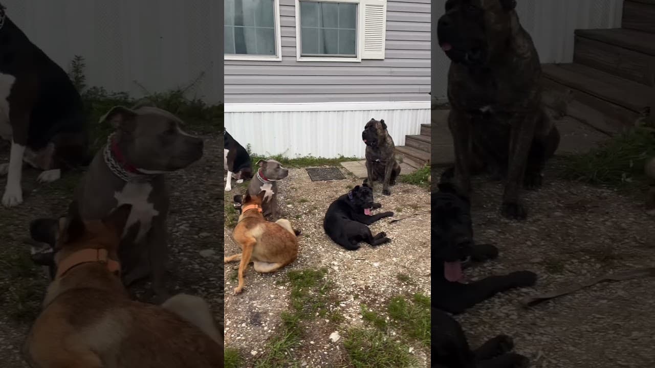Watch "God is good" from Viking Prairie K9 on YouTube