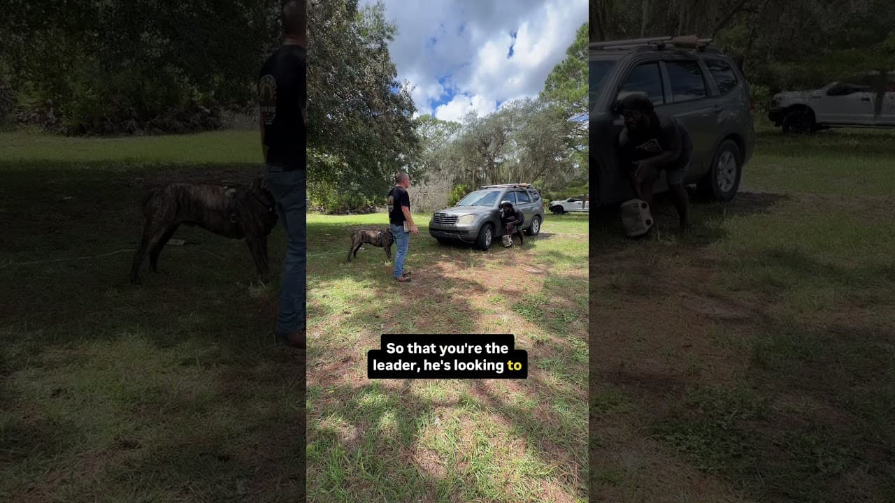 Watch "I Changed ONE Thing & My Cane Corso Immediately Responded" from Viking Prairie K9 on YouTube