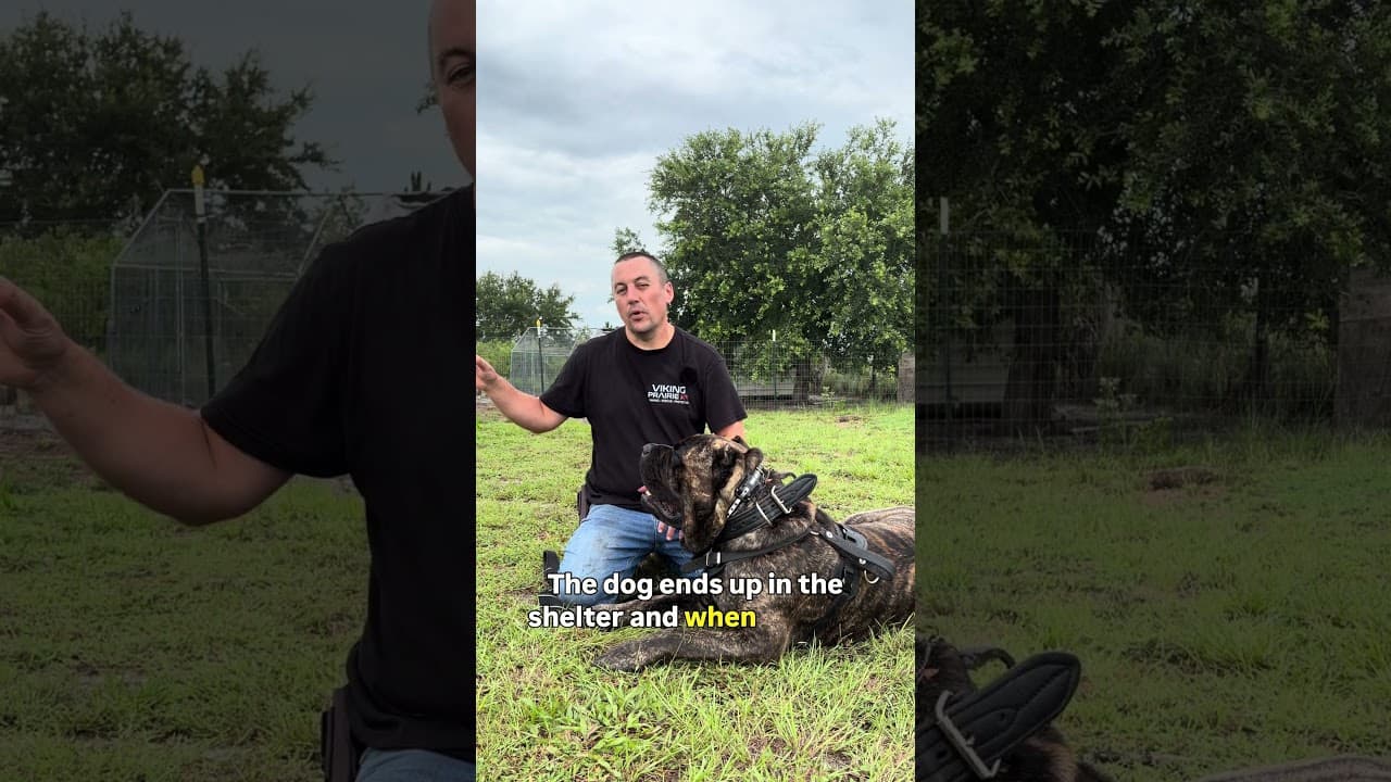 Watch "Why I Sit and Do Nothing With My Cane Corso Every Day" from Viking Prairie K9 on YouTube