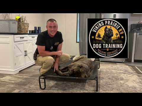 Day 1 Training My 145lb Cane Corso (Meet Rocky Balboa)