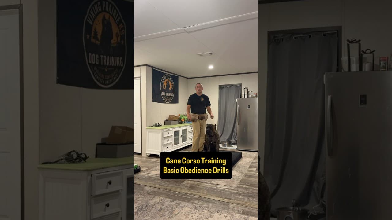 Watch "Your Working Dog Needs MORE Than Exercise | Rocky Balboa Cane Corso" from Viking Prairie K9 on YouTube