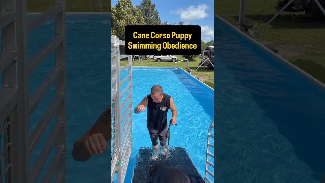 Watch "Teaching My Cane Corso puppy to Swim & Build Confidence" from Viking Prairie K9 on YouTube
