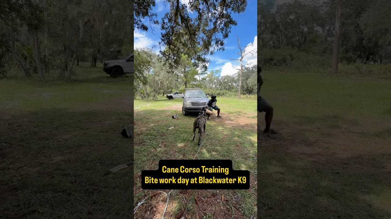 Watch "Watch the Decoy: This Is How Confidence Is Built in a Protection Dog" from Viking Prairie K9 on YouTube