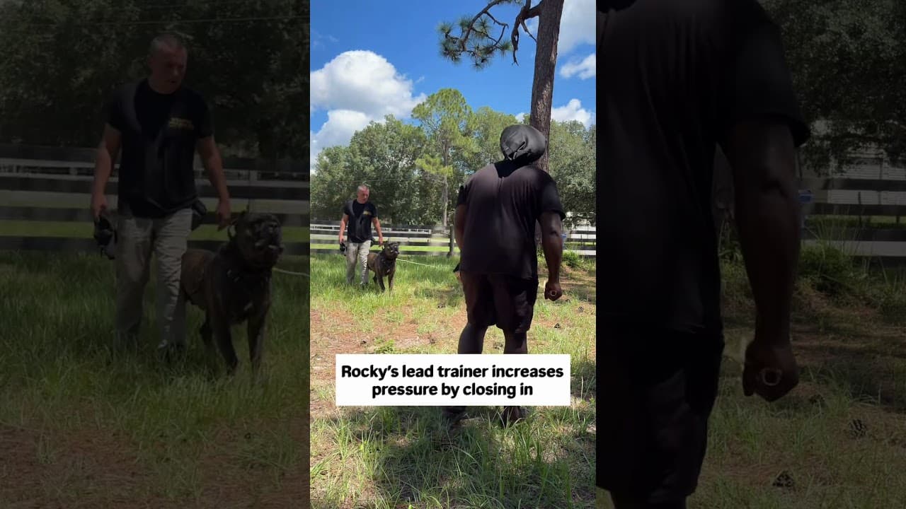 Watch "145LB Cane Corso Tested Under Pressure | Protection Dog Training" from Viking Prairie K9 on YouTube