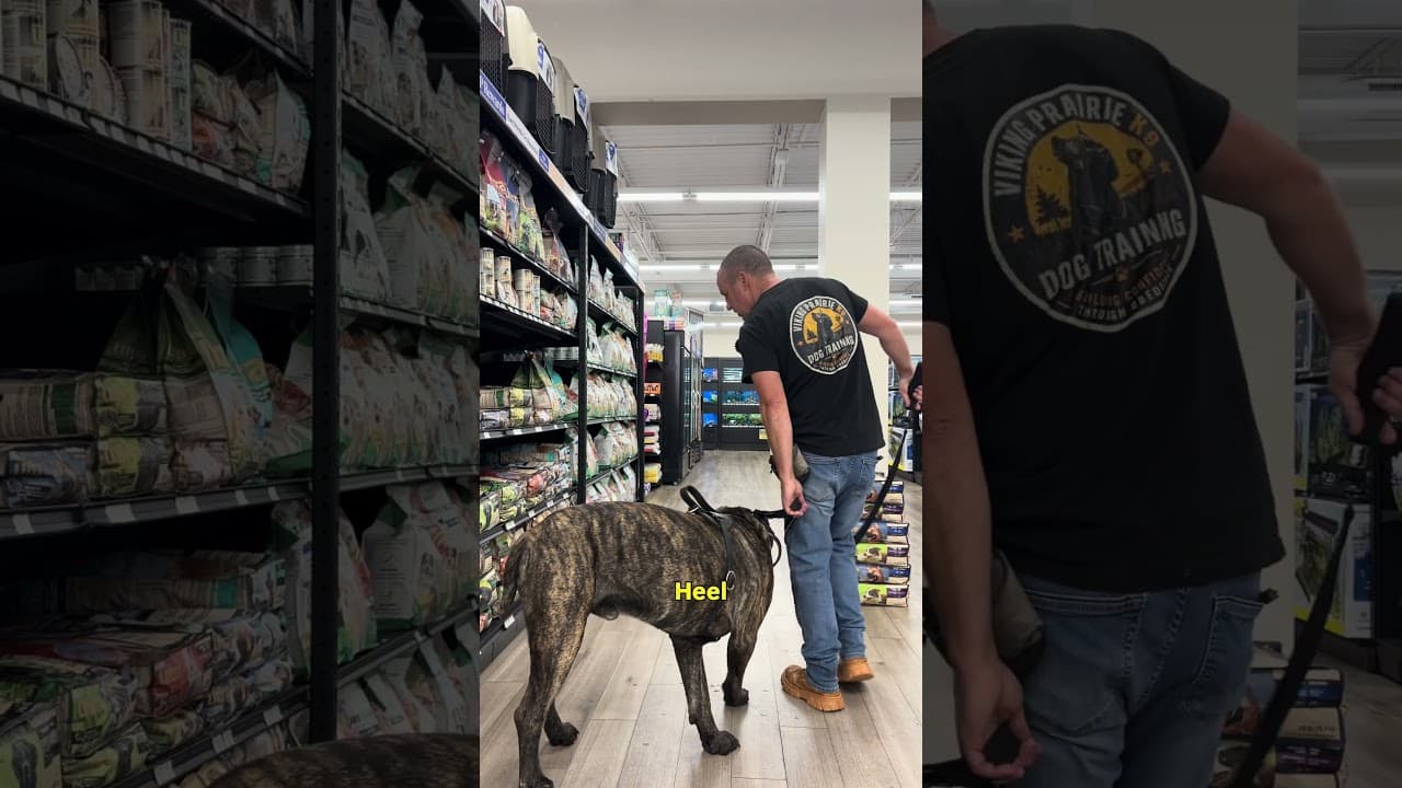 Watch "Recall Training Step 1: Why Your Dog Must Learn to TURN Before They Come" from Viking Prairie K9 on YouTube