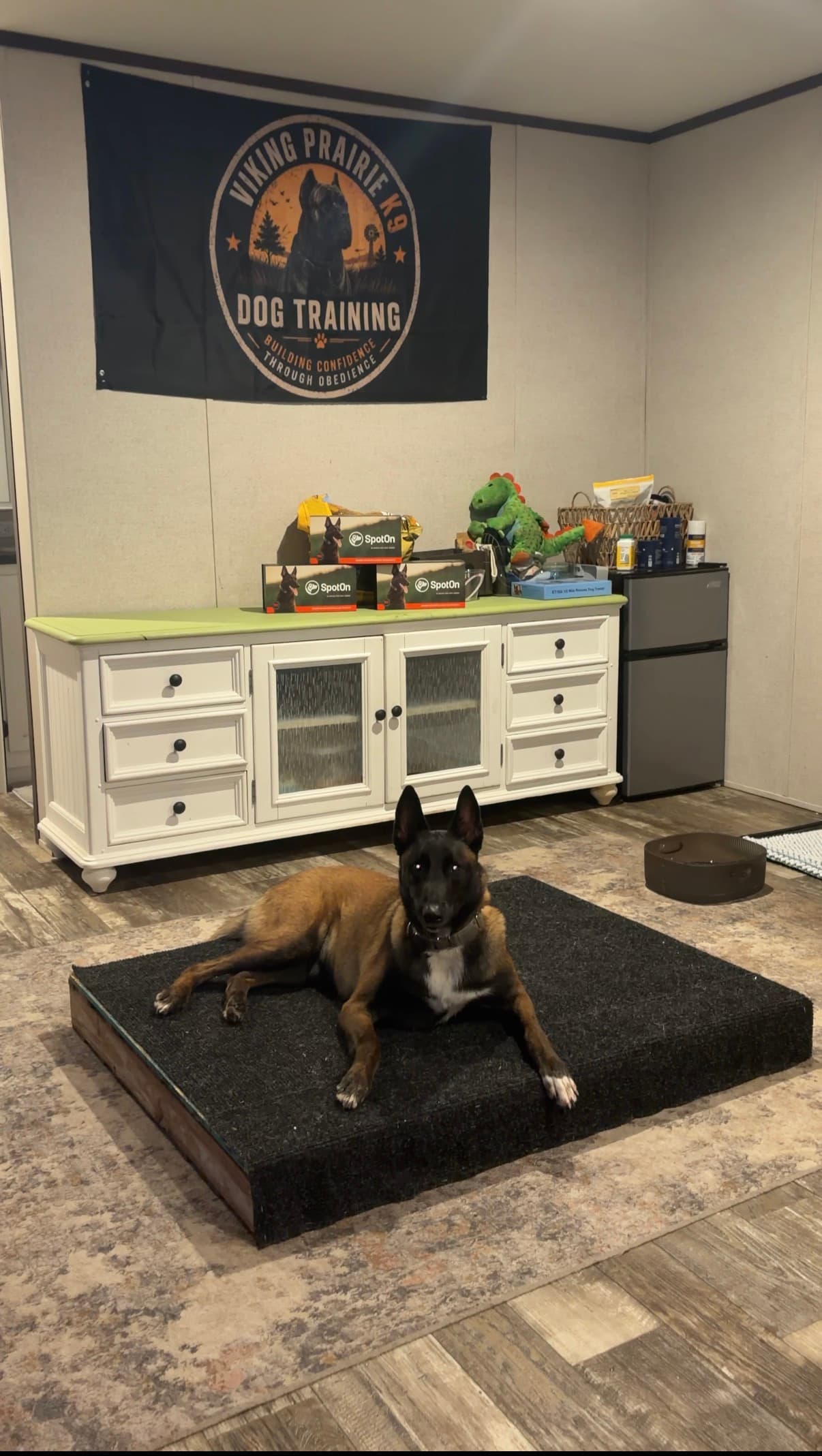 Xena during Week 2 of Board and Train with Viking Prairie K9