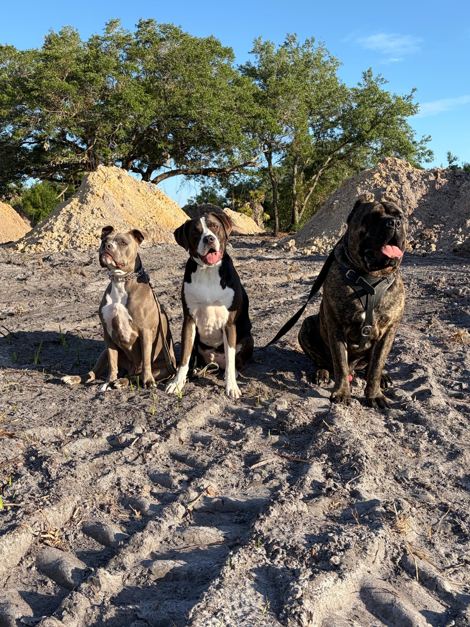 Rocky Balboa, Gracie, and Gunner, dogs cared for at Viking Prairie K9