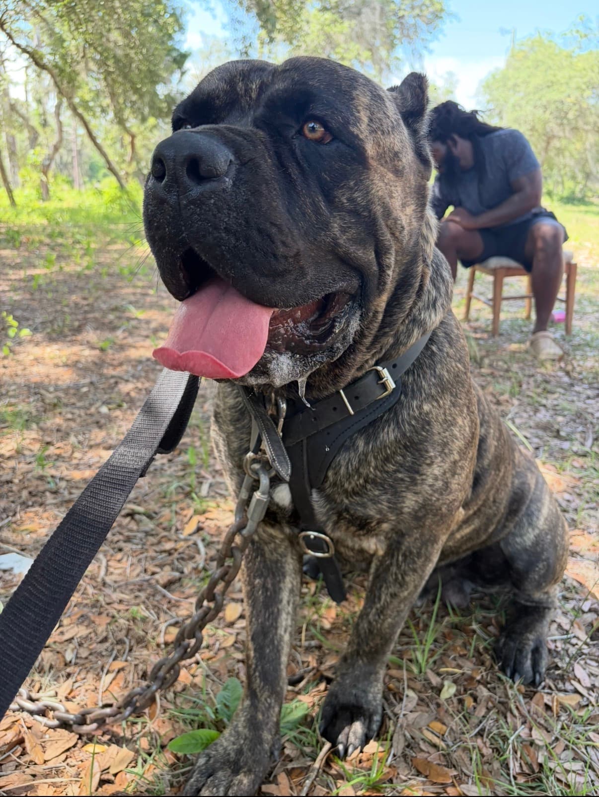 Close-up portrait of a Cane Corso demonstrating calm, confident composure