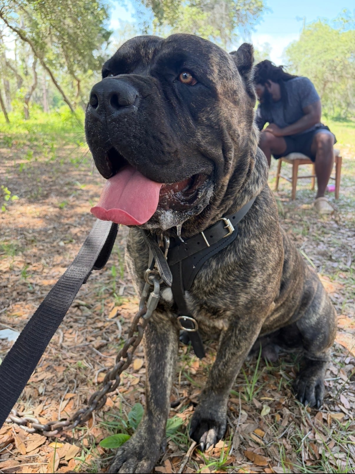 Cane Corso close-up