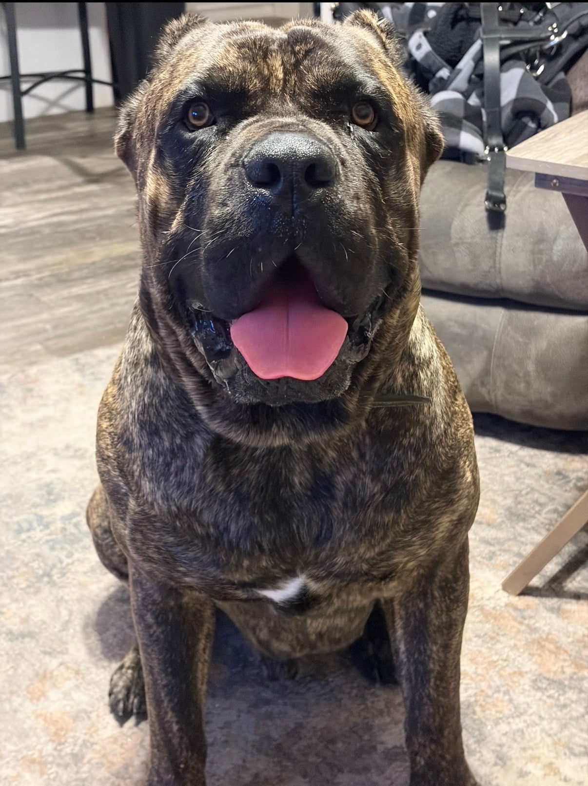 Happy Cane Corso