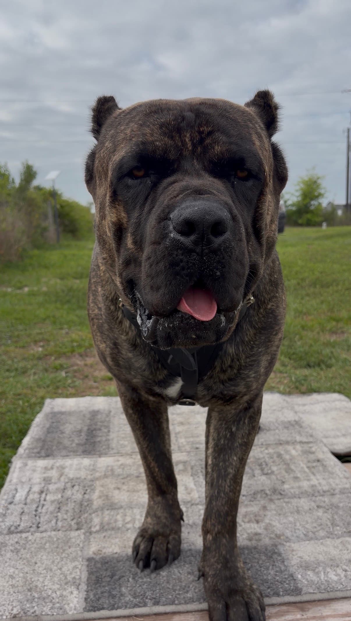 Cane Corso portrait outdoors