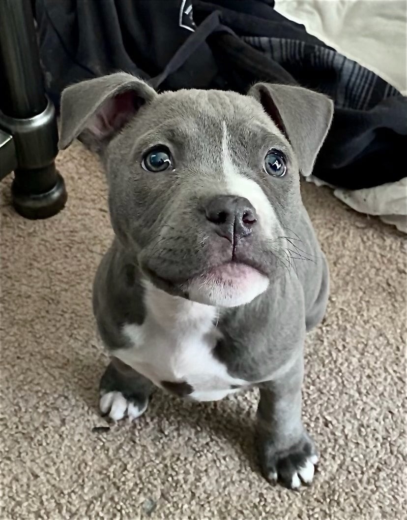 Gracie as a puppy, a gray and white American Staffordshire Terrier puppy looking up at the camera