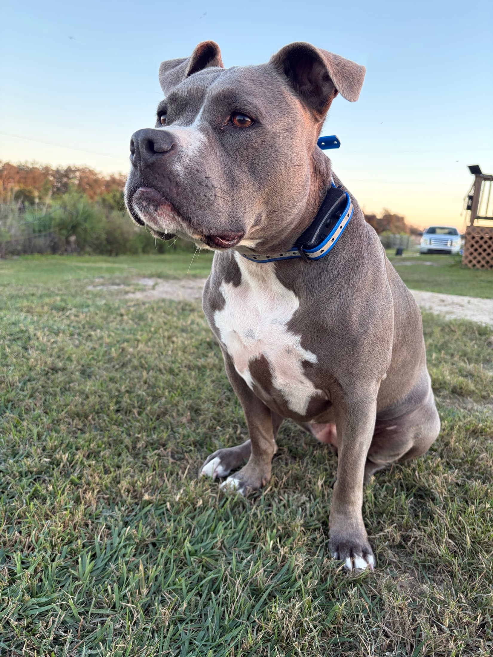 Gracie, the American Staffordshire Terrier who inspired Viking Prairie K9