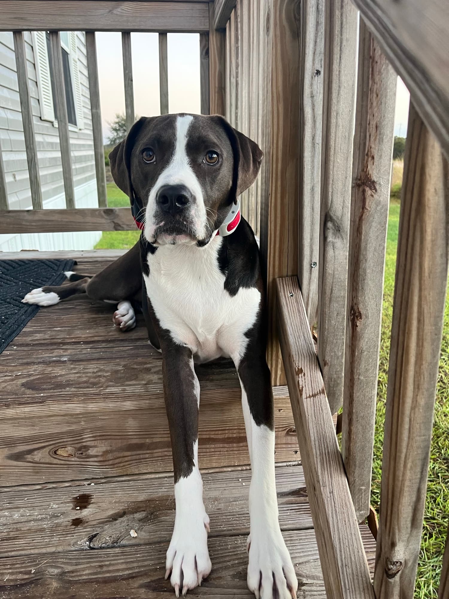 Gunner, the rescued American Foxhound trained by Viking Prairie K9