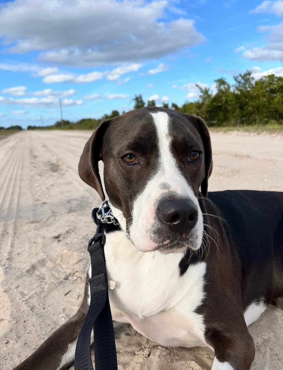 Dog portrait during outdoor training