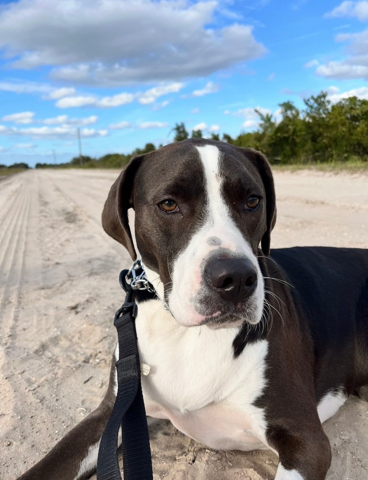 Dog on a sand road