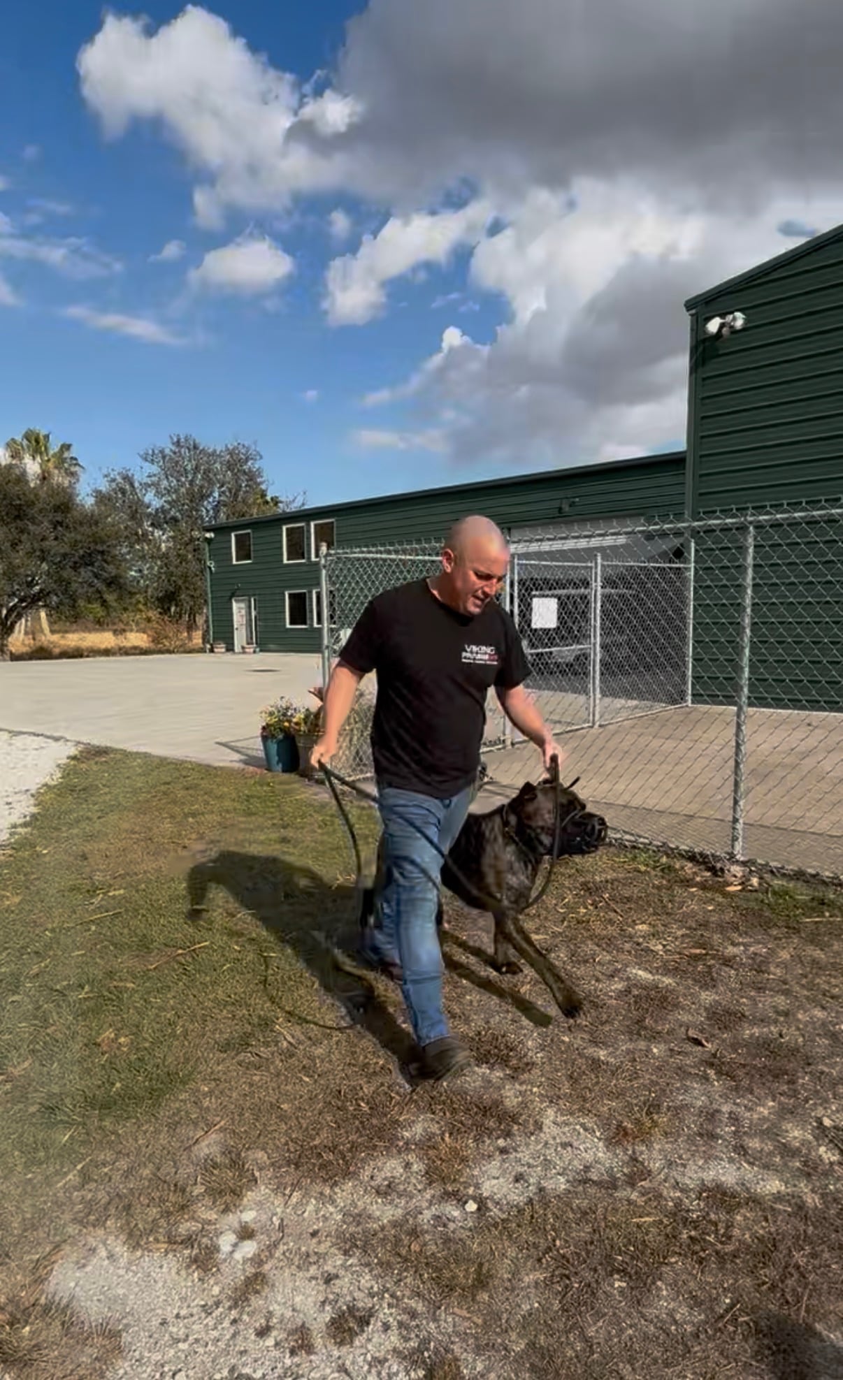 Robert walking a Cane Corso outside the training facility in Okeechobee