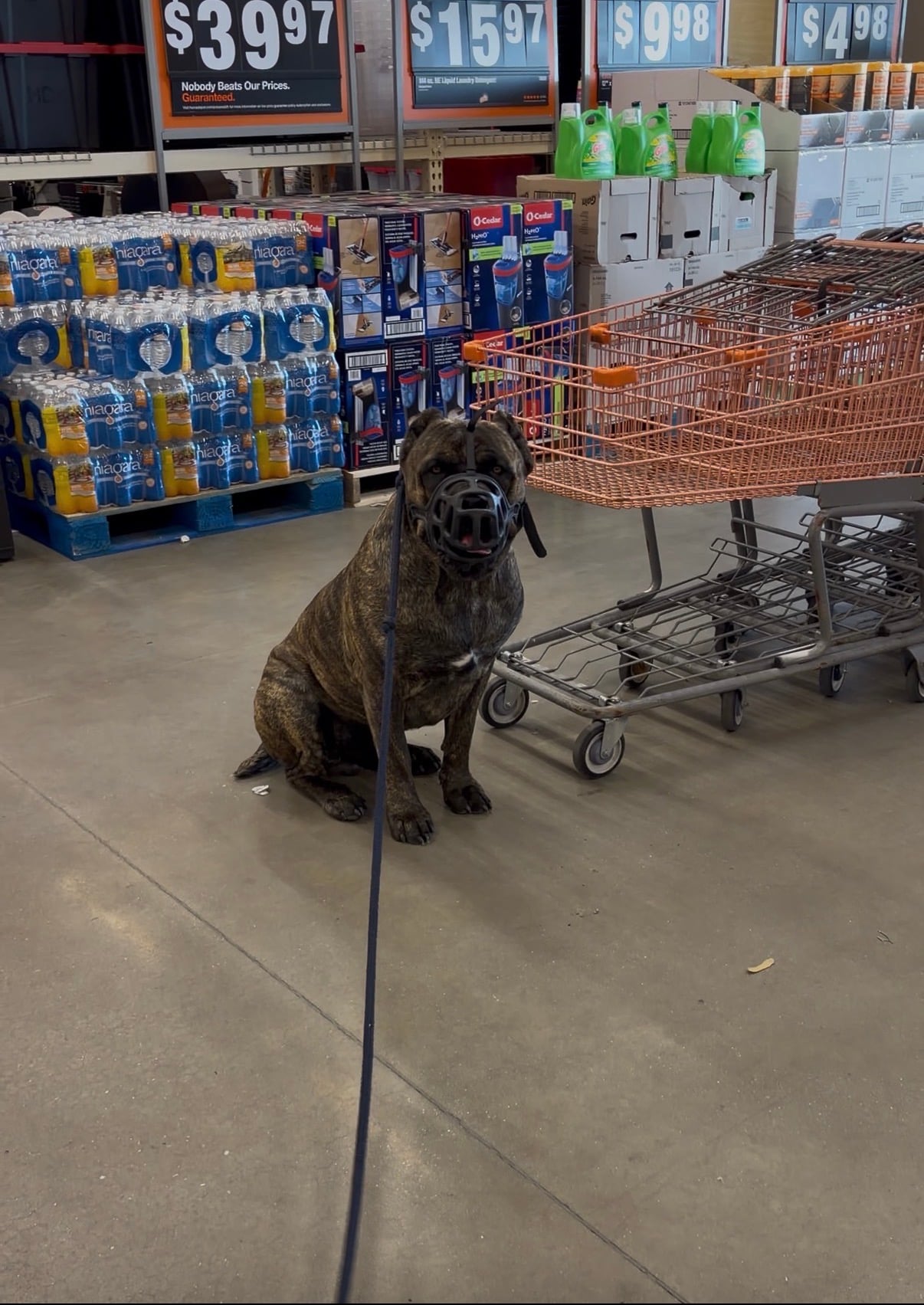 A Cane Corso sitting calmly in a hardware store aisle