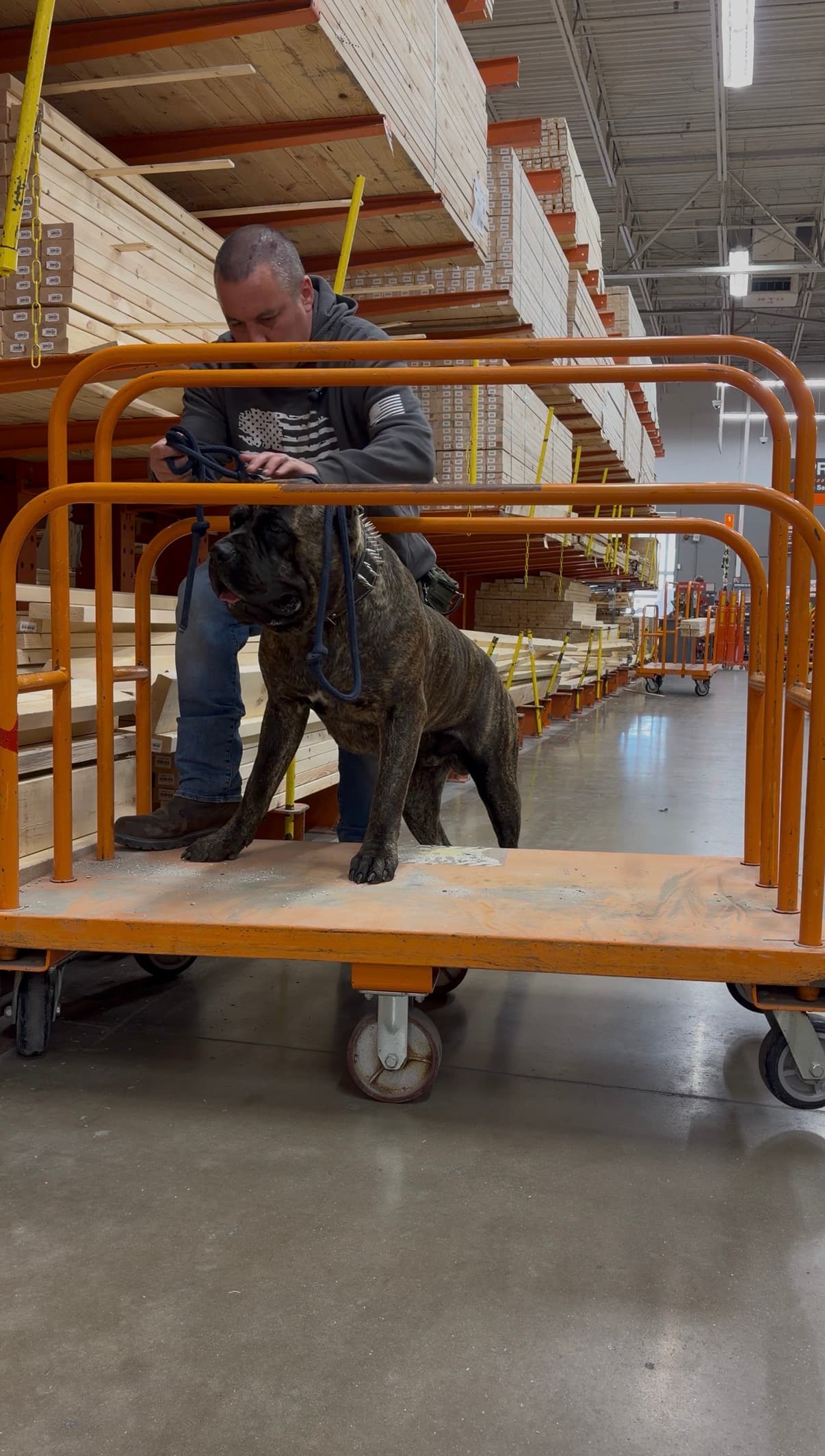 Dog training in a structured environment