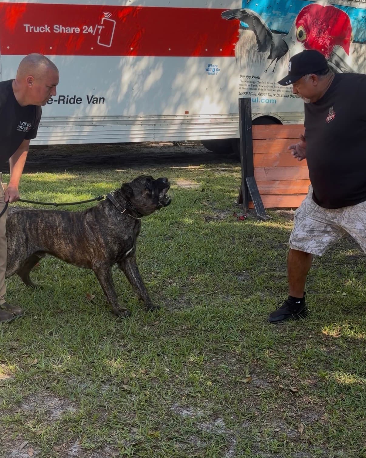 Foundation training demonstration with handler guidance