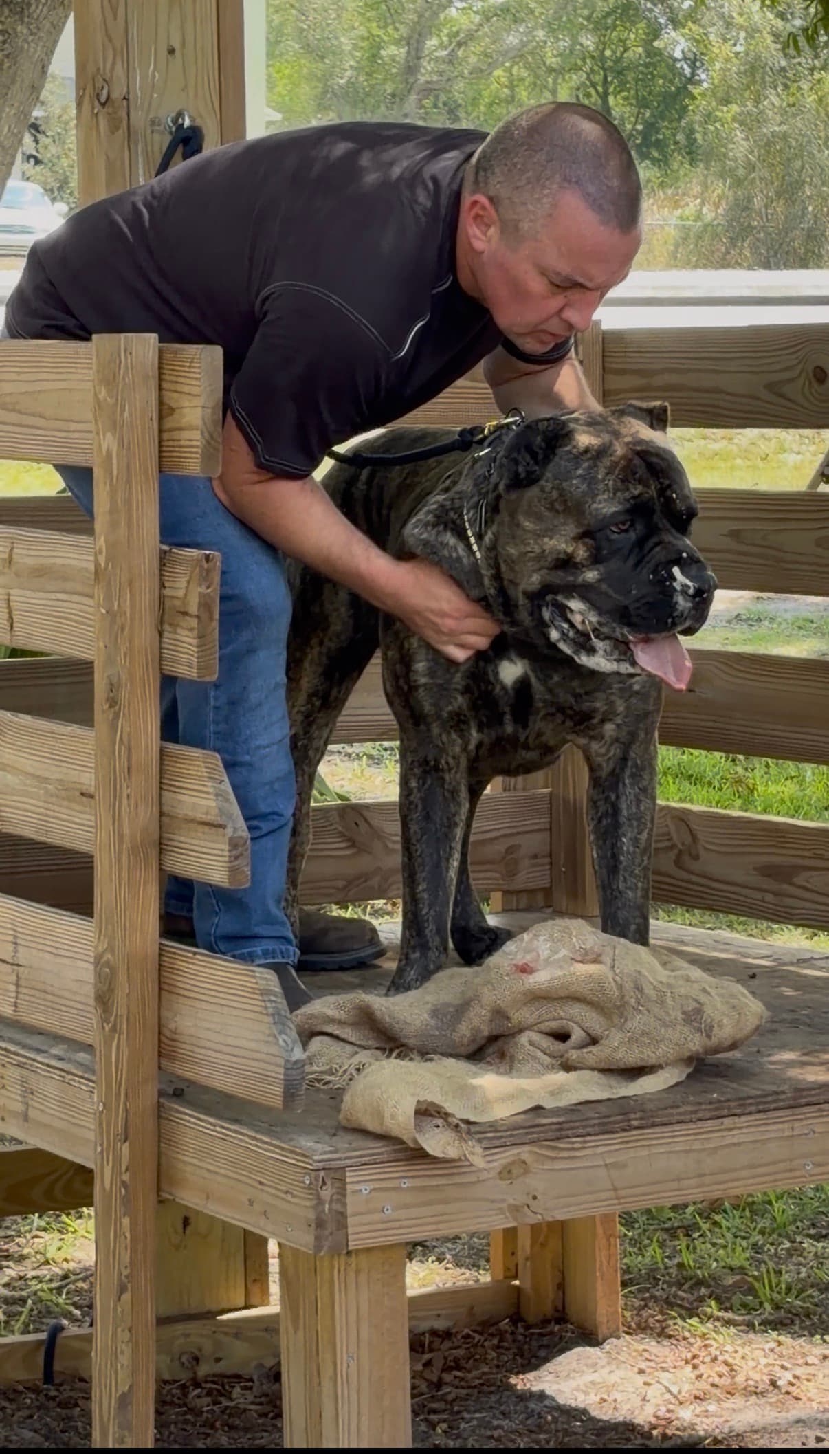 Robert working on control training with a dog in a structured setting