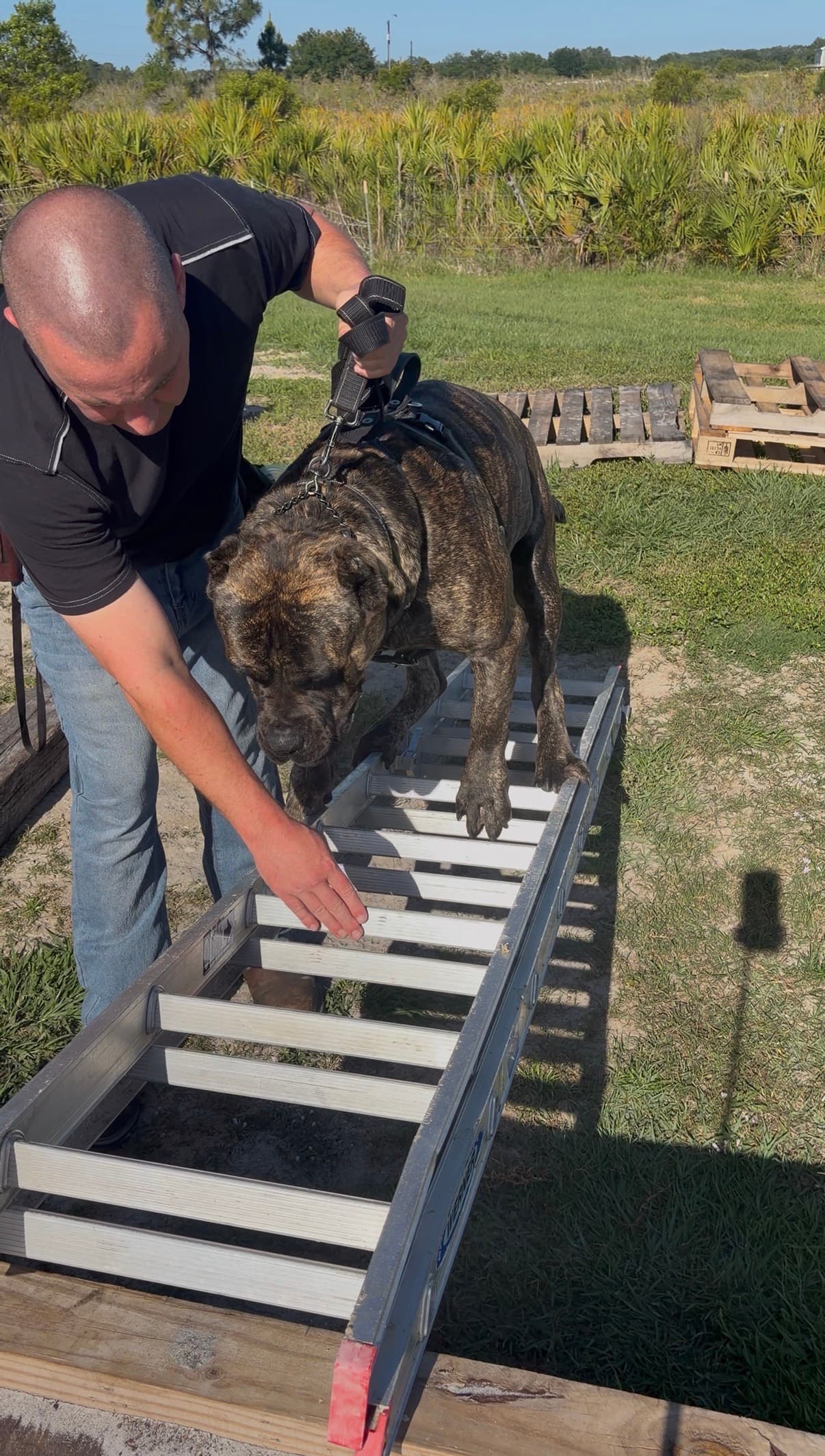 Robert conducting field training with a dog