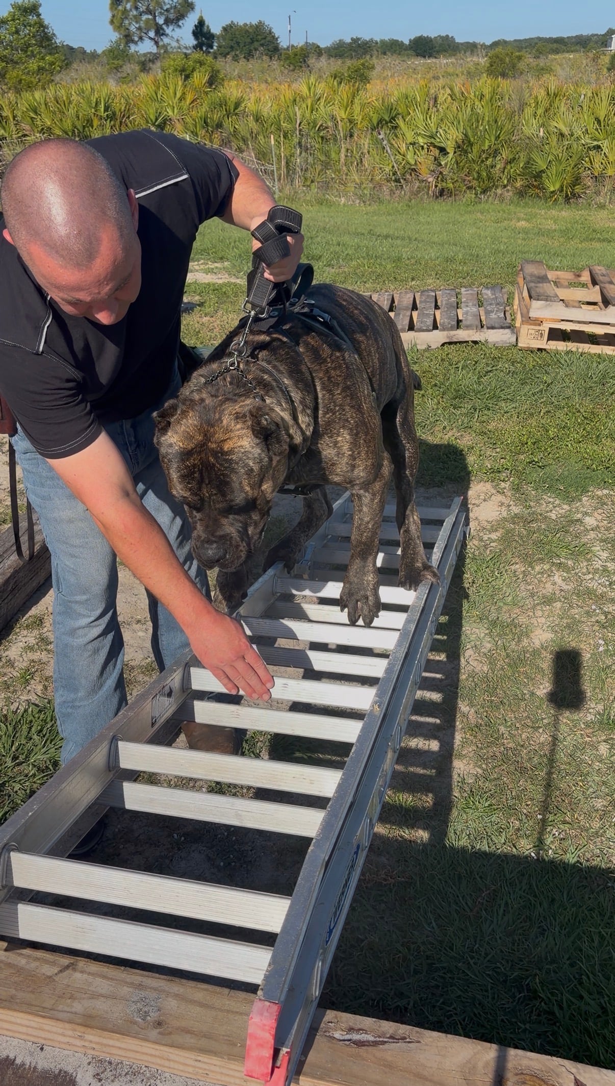 Robert conducting field training with a dog