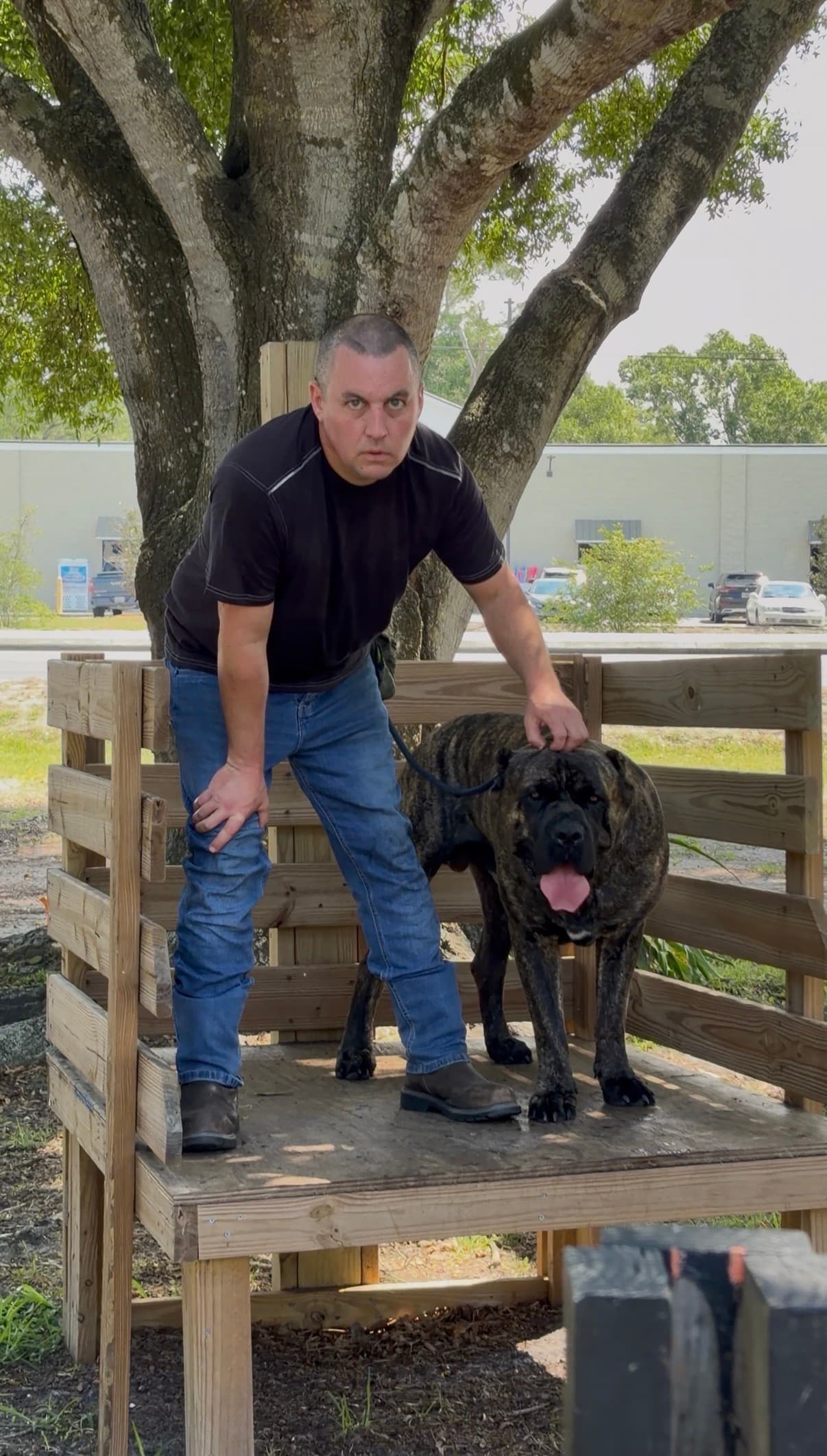 Robert working on obedience foundations during a training session