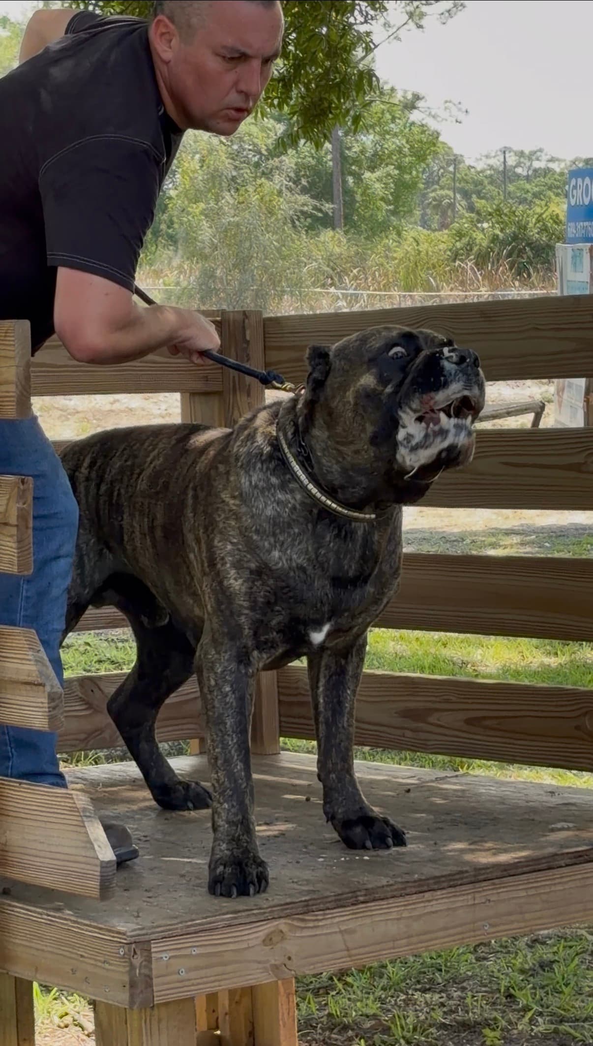 Close-up of handler communication during a training session