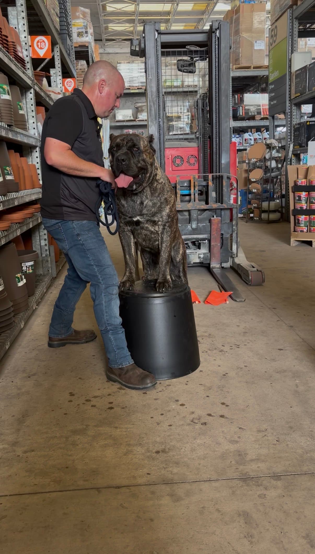Robert working with a dog in a public training environment