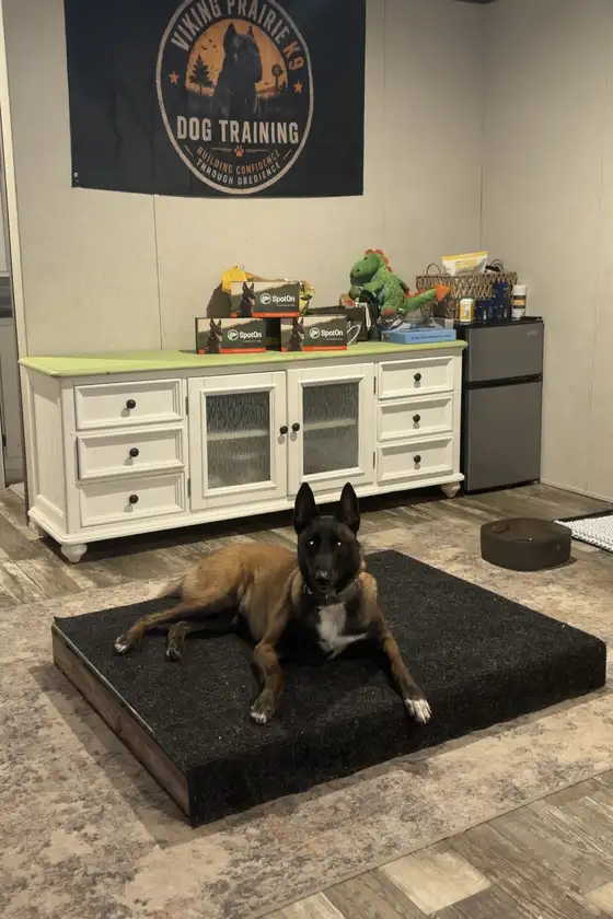Xena during Week 2 of Board and Train with Viking Prairie K9
