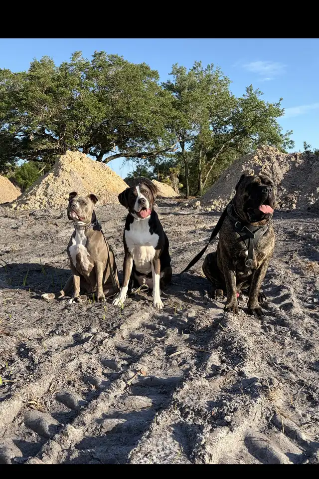 Rocky Balboa, Gracie, and Gunner representing the Viking Prairie K9 standard