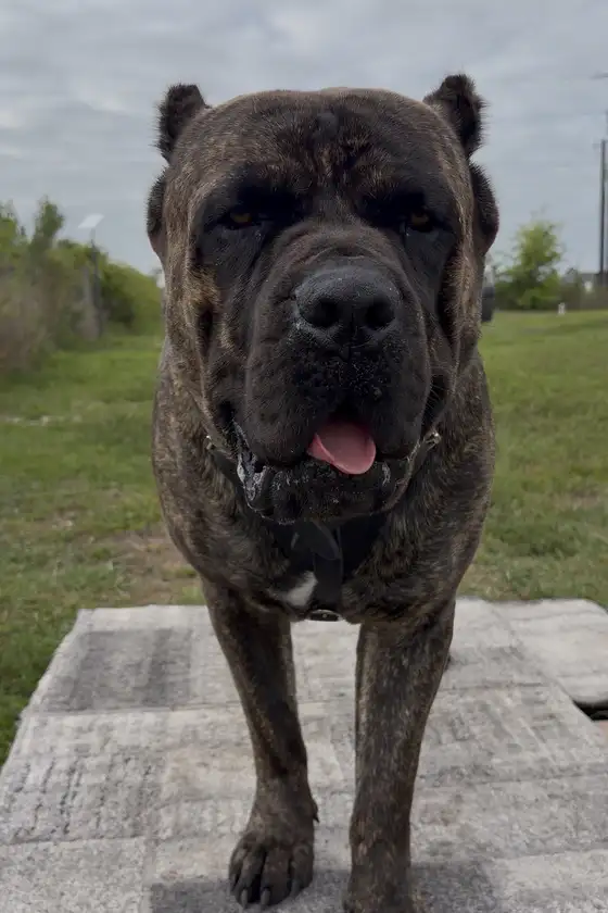 Cane Corso standing outdoors at Viking Prairie K9