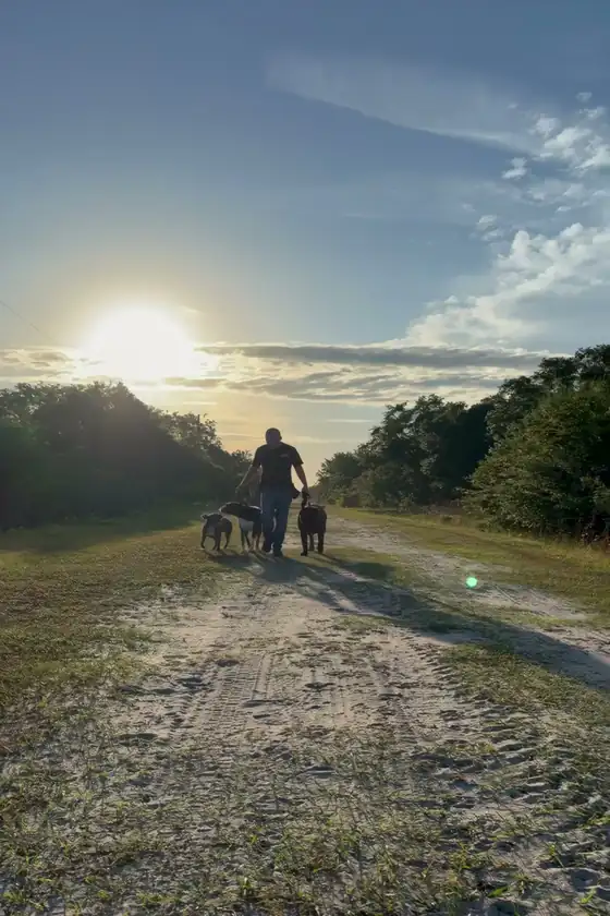 Robert walking three dogs at sunset on a sand road