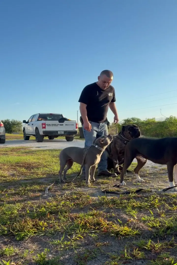 Robert with three dogs in a field