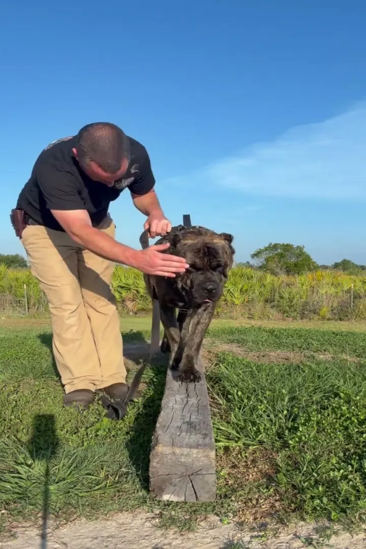 Robert training a Cane Corso on a log