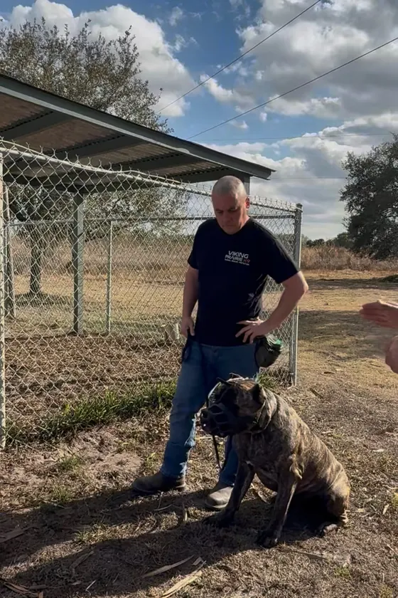 Robert standing with a Cane Corso beside a fenced yard