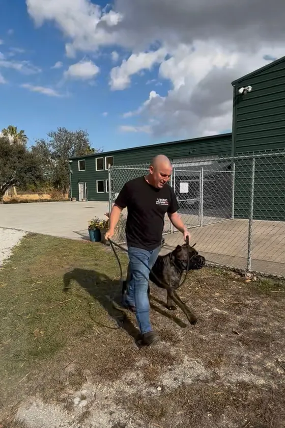 Robert walking a Cane Corso on a leash