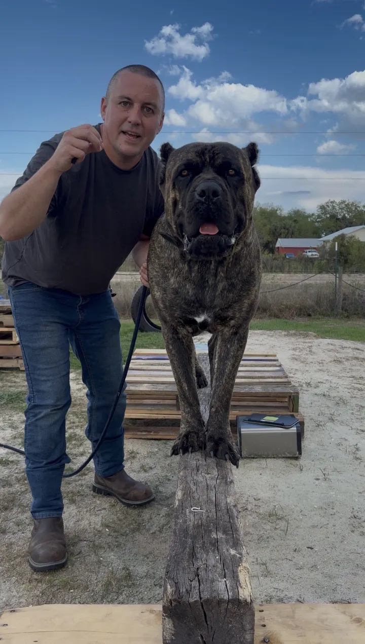 Robert LaPerriere Jr., founder and lead trainer of Viking Prairie K9, crouching beside his Cane Corso