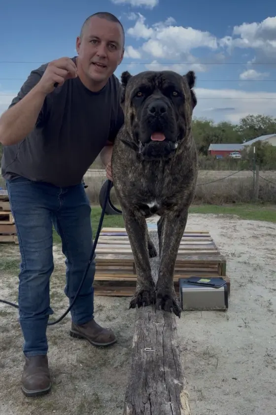 Robert with his Cane Corso standing on a log