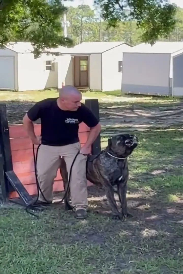 Robert walking a Cane Corso at heel
