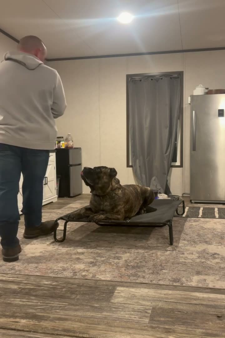 Robert running an indoor obedience session with a Cane Corso
